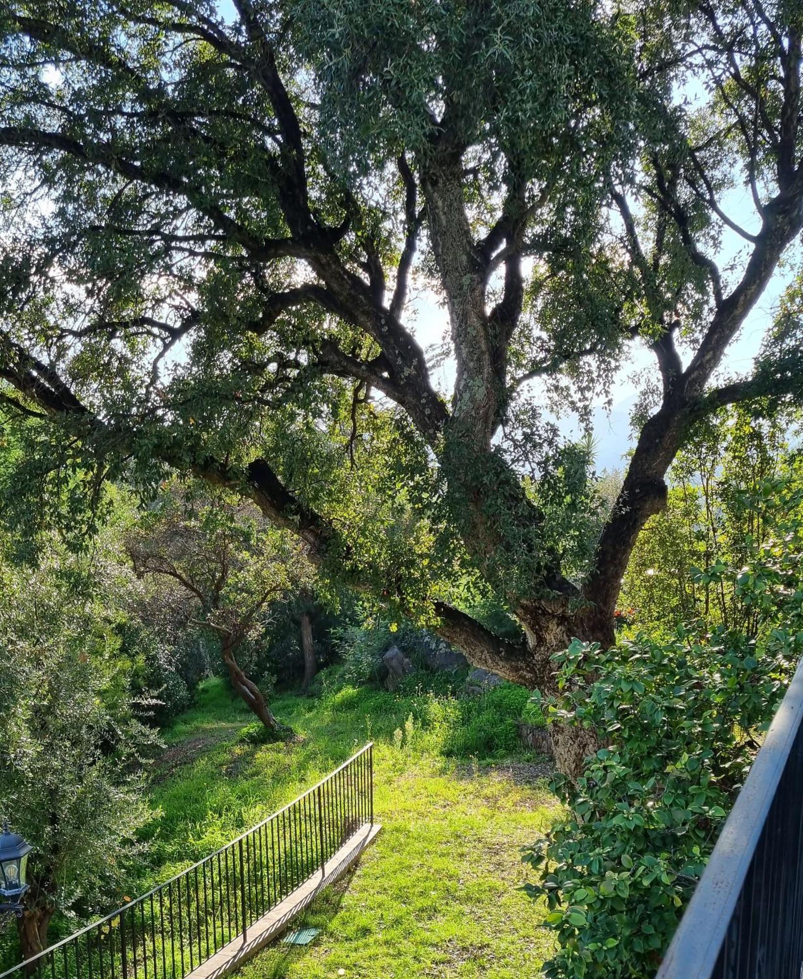 Villa Les Roches Mandelieu Εξωτερικό φωτογραφία